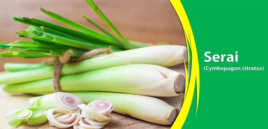 Manfaat Serai Melancarkan Sirkulasi Darah